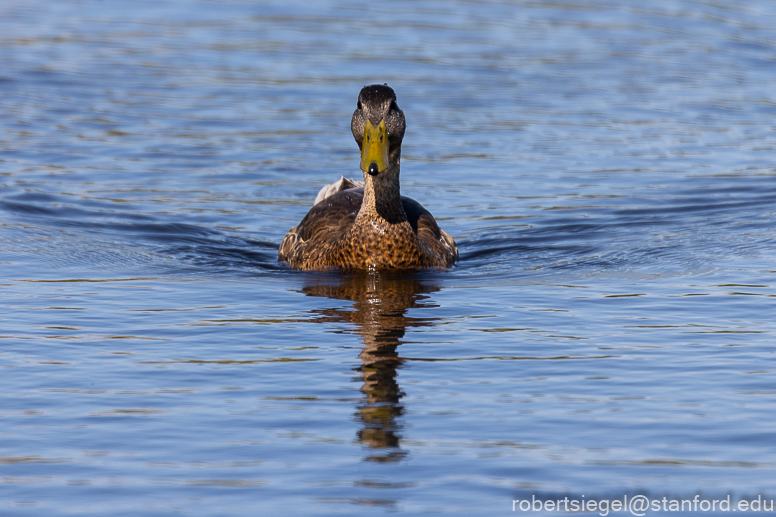 emily renzel wetlands